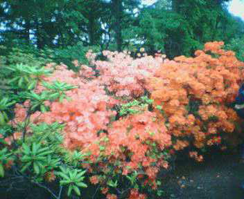 05.06.05 植物園 ツツジ