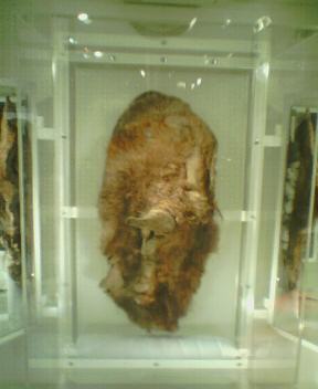 05.08.06 マンモス展